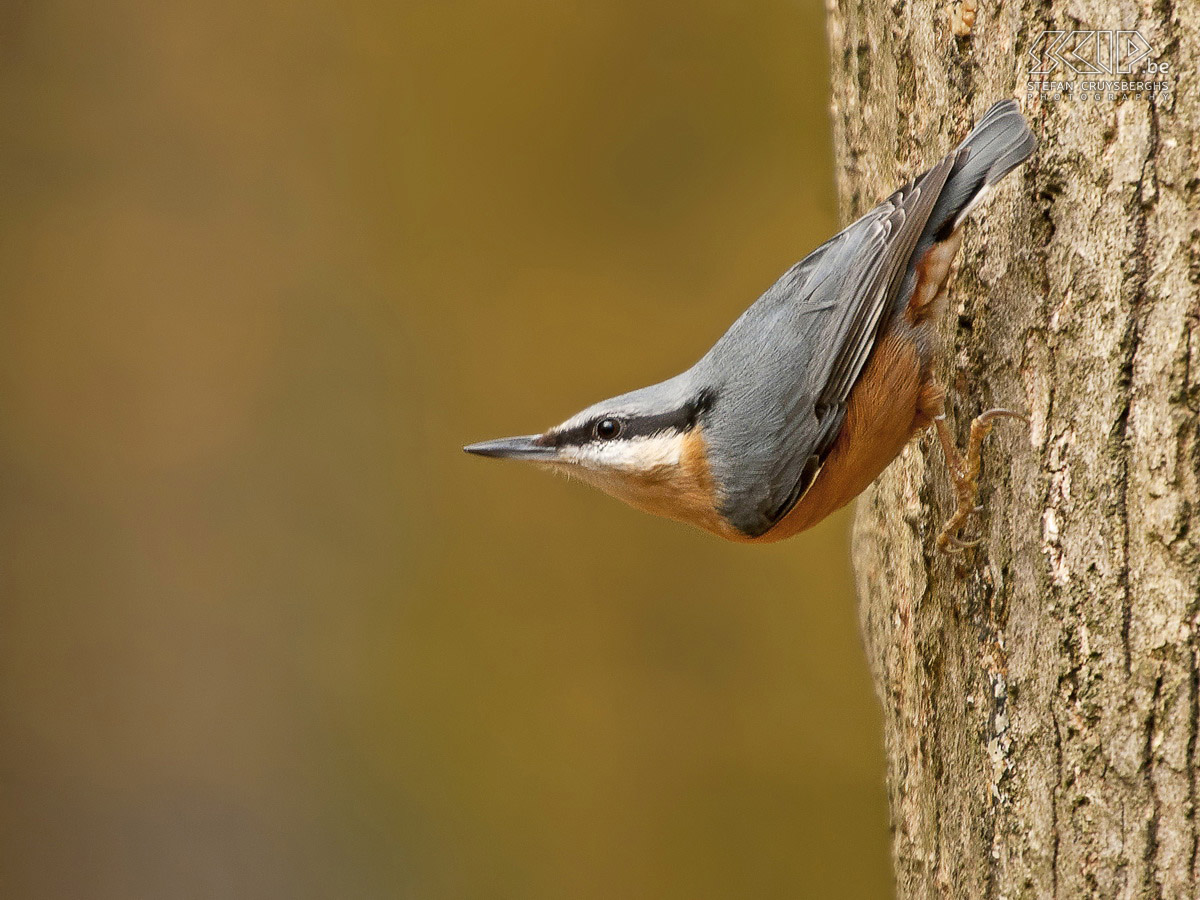 Birds in the Belgian Ardennes - Nuthatch Nuthatch (Sitta europaea) Stefan Cruysberghs